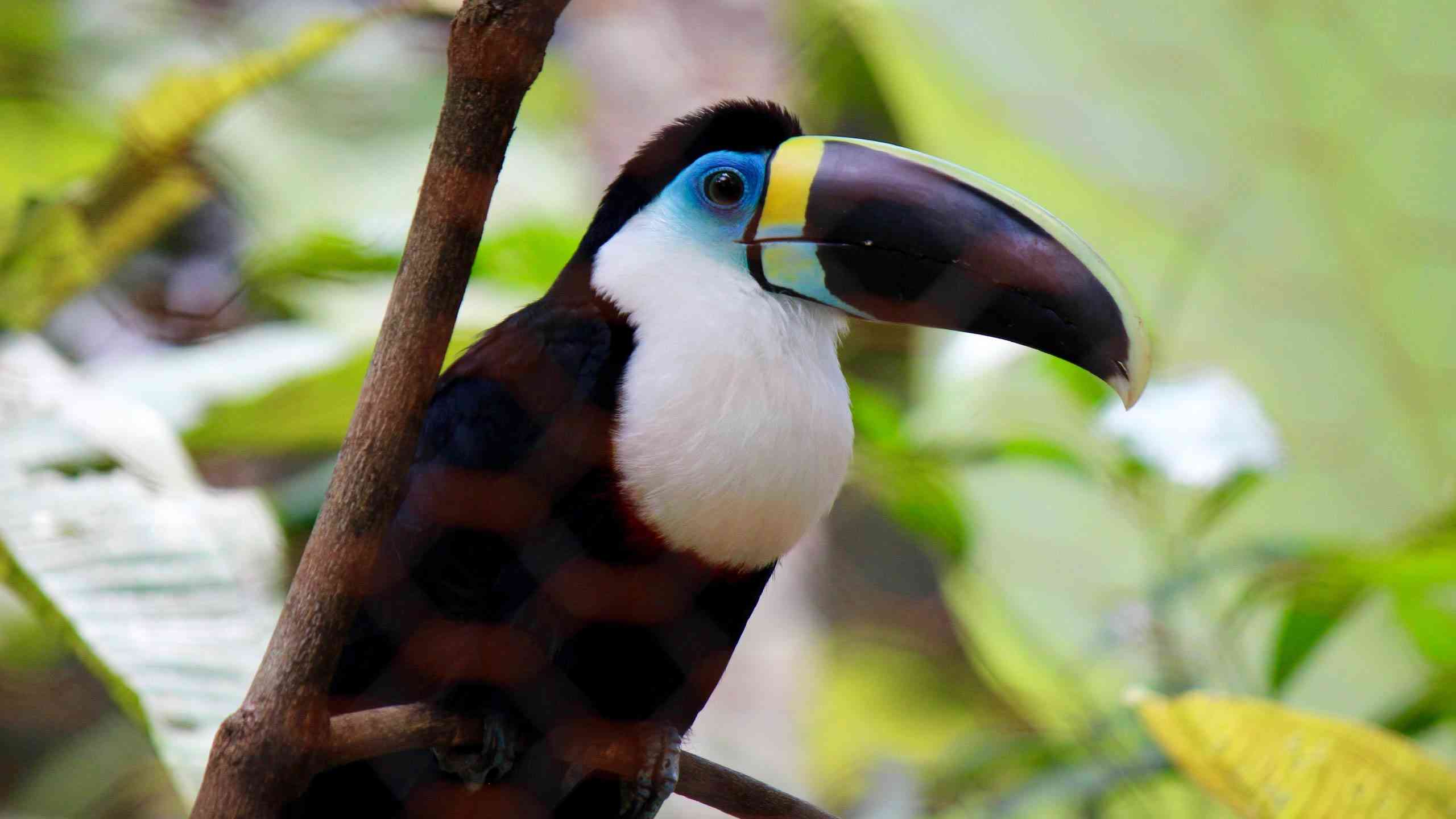 Amazon Jungle, Peru by Emily Fraser